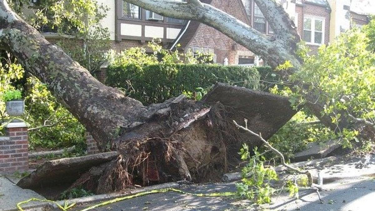 tree-14340_640_72520700