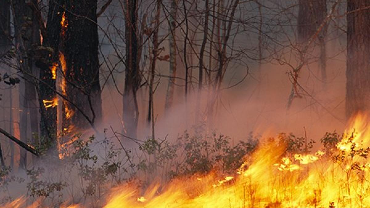 eatwzqdxyaasija_69319400