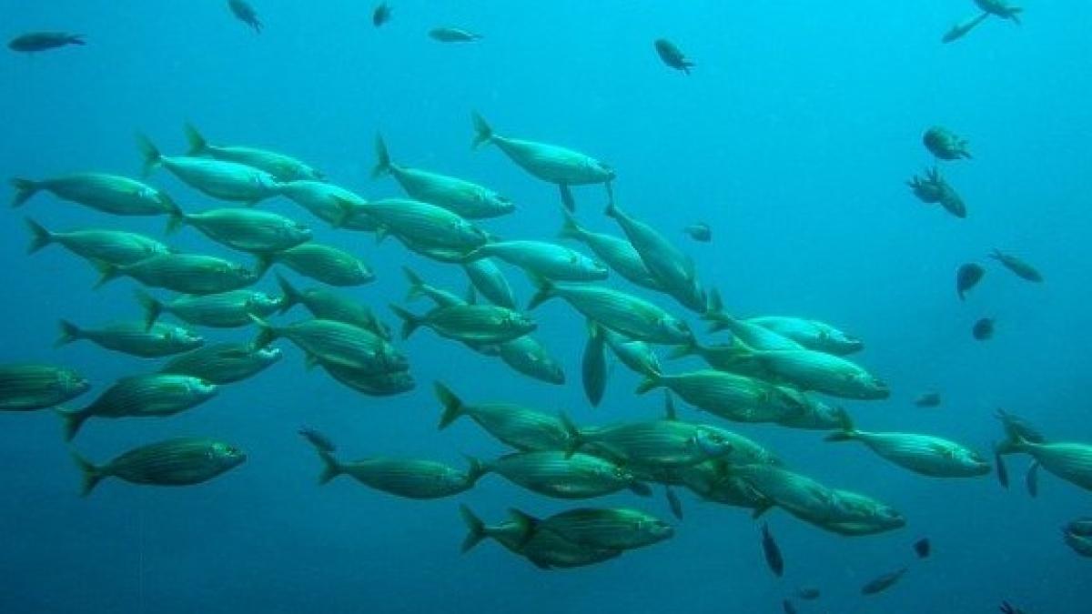 school-of-fish-756460_640_12043600