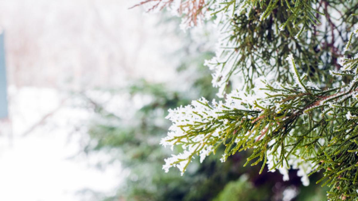 winter-background-close-up-frosted-pine-branch-with-copy-space-winter-landscape-frosty-winter-landscape-snowy-forest-winter-background_1391-221_31050300
