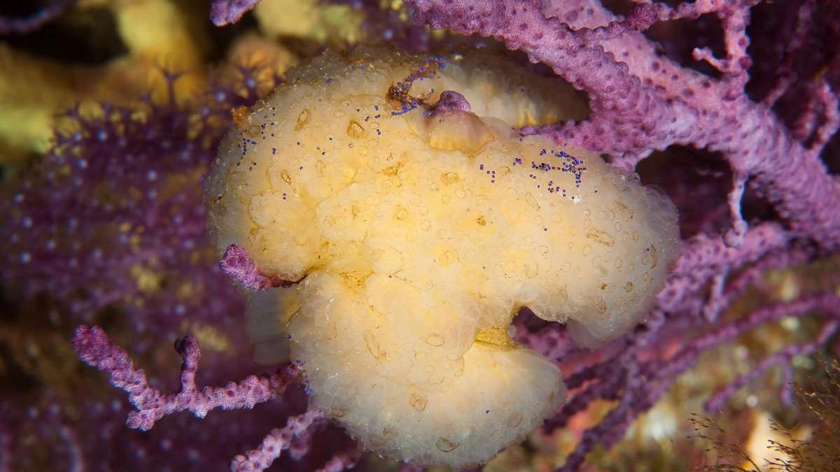 gallery_xlarge_60675000