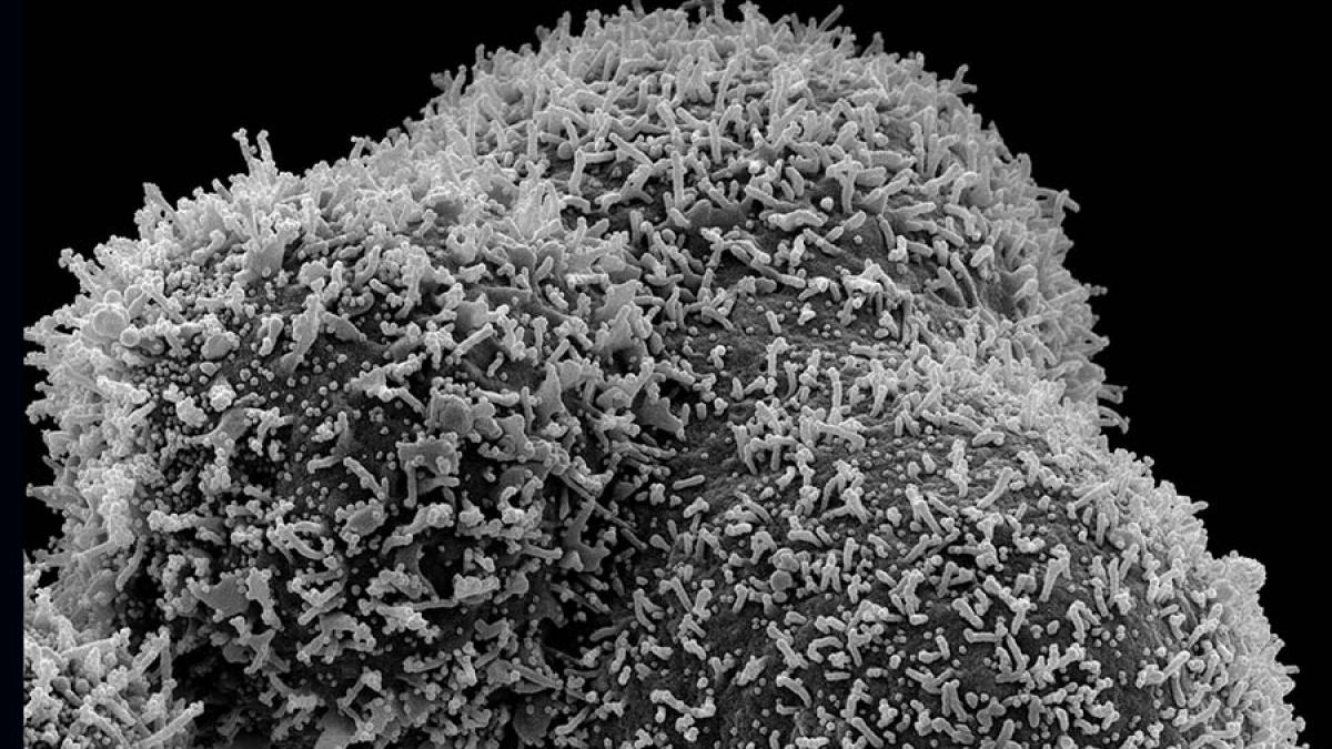 50815139881_7ca7008a77_4k_33276600