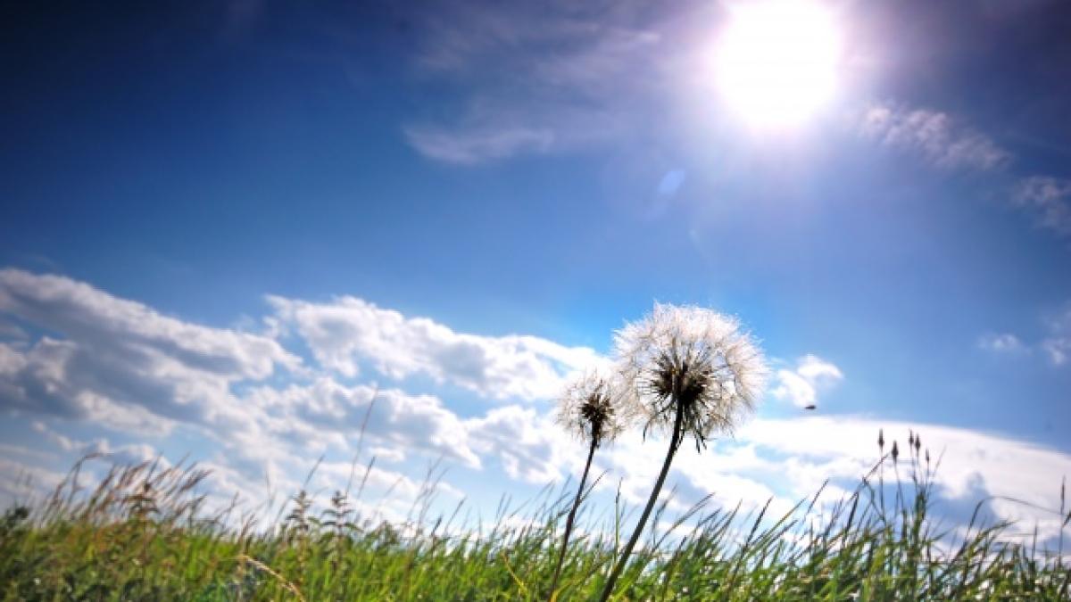 dandelions_meadow_sunny_day_1160_550_64315300