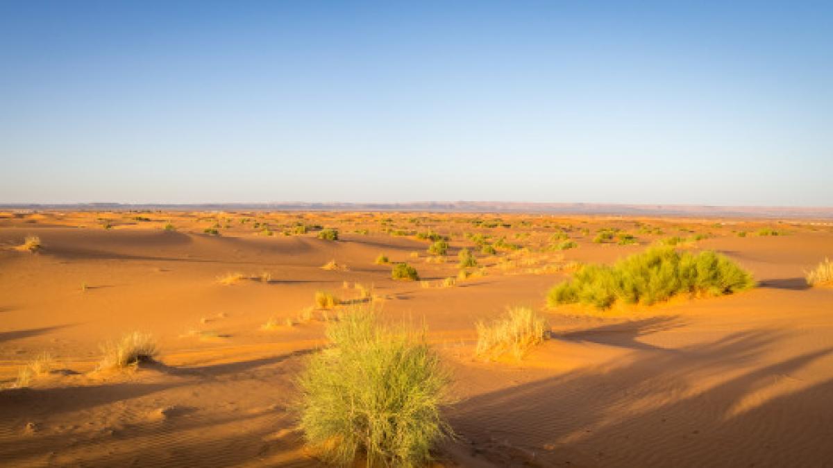 praf-saharian_26963400