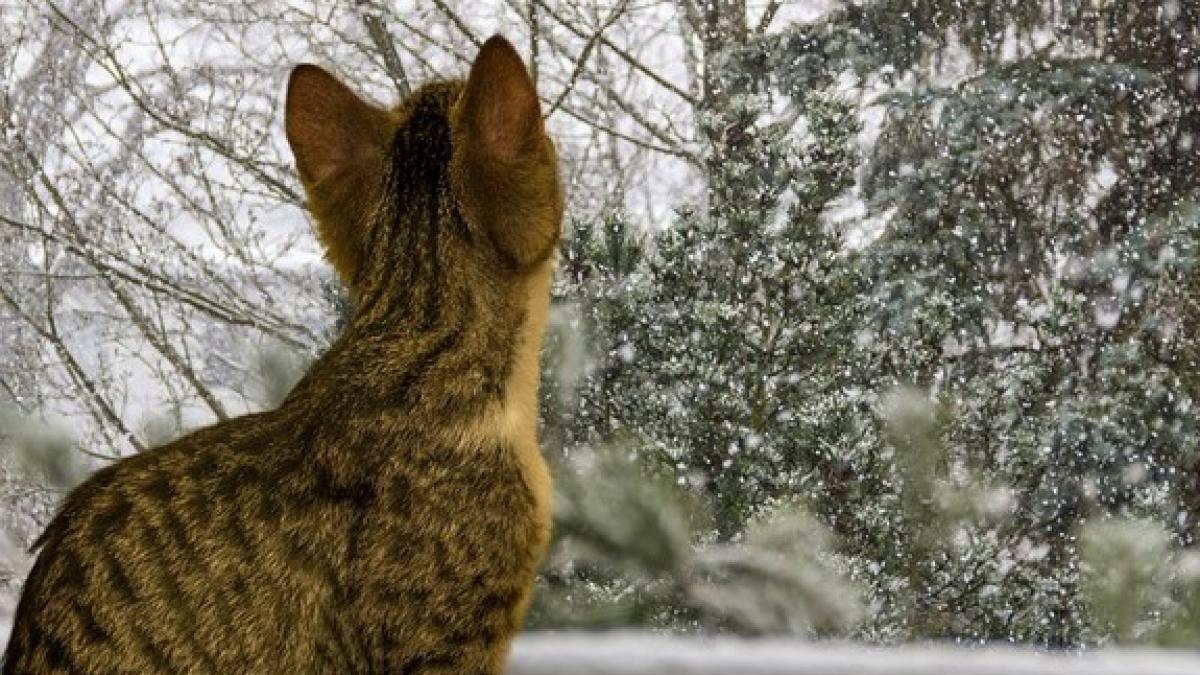 cat-4998257_640_97676500