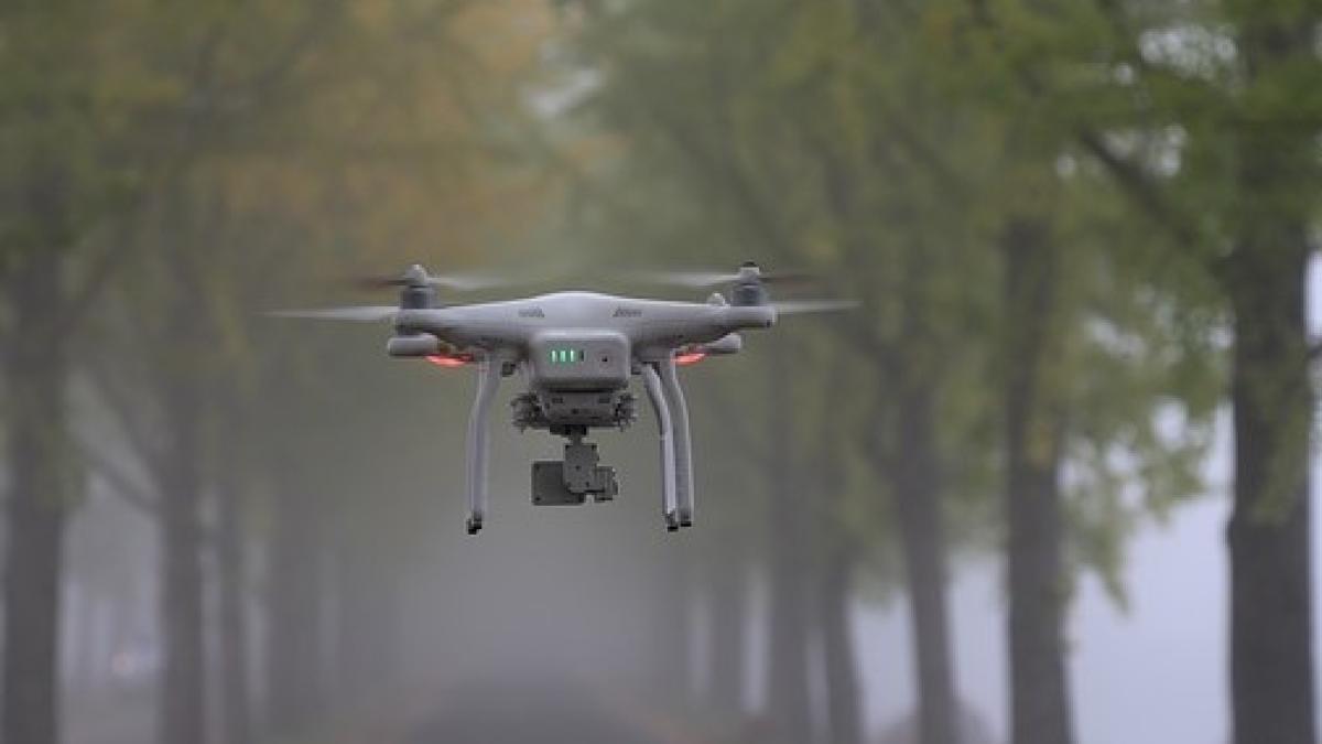 ginkgo-3758236_640_16356700