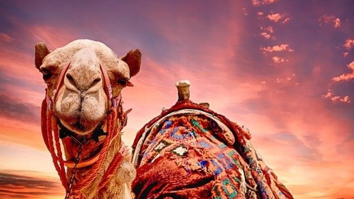 camel-2500618_640_43742300