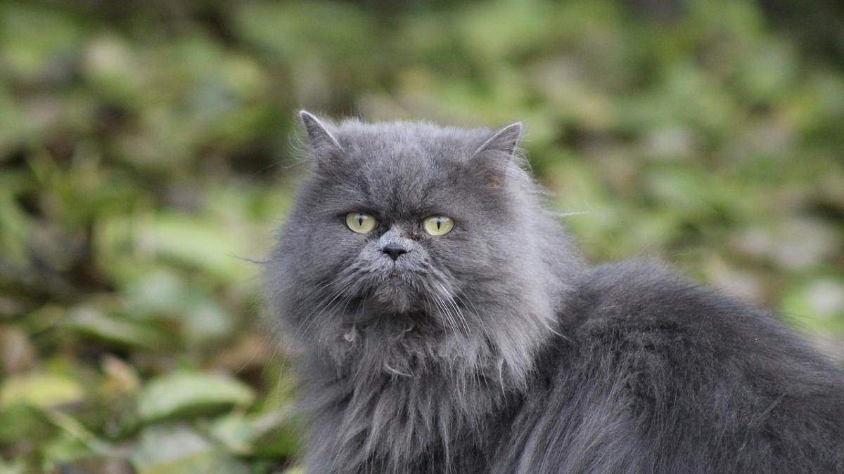 kitten-2538281_1280_13498300