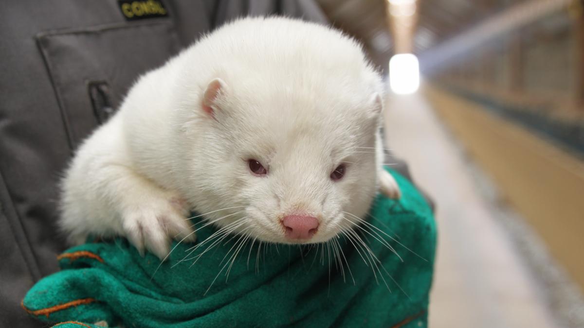 norka_amerykaprc-c5prc-84ska_hodowlana_77646500