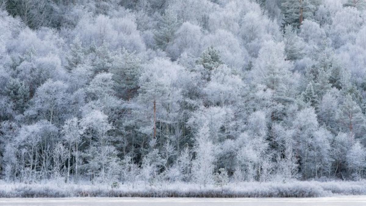 winter-landscape-cold-november-morning-white-frosty-trees_181624-28816_90227700