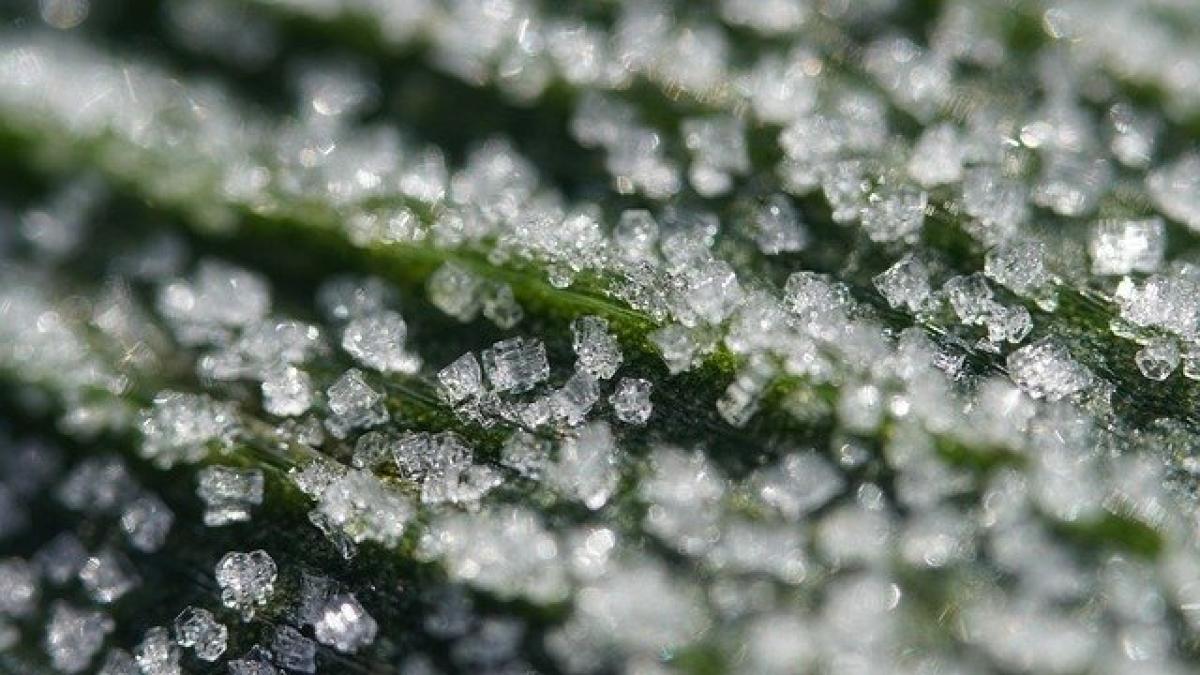 leaf-6024909_640_14651600