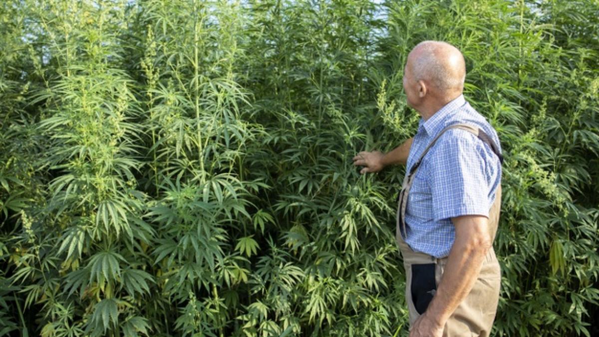 portrait-senior-agronomist-looking-hemp-cannabis-plants-field-cannabis-sativa-plant_342744-674_24420500