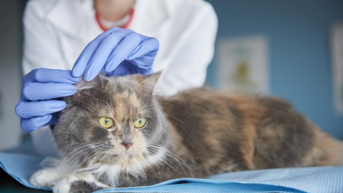 pisica-veterinar_37440200