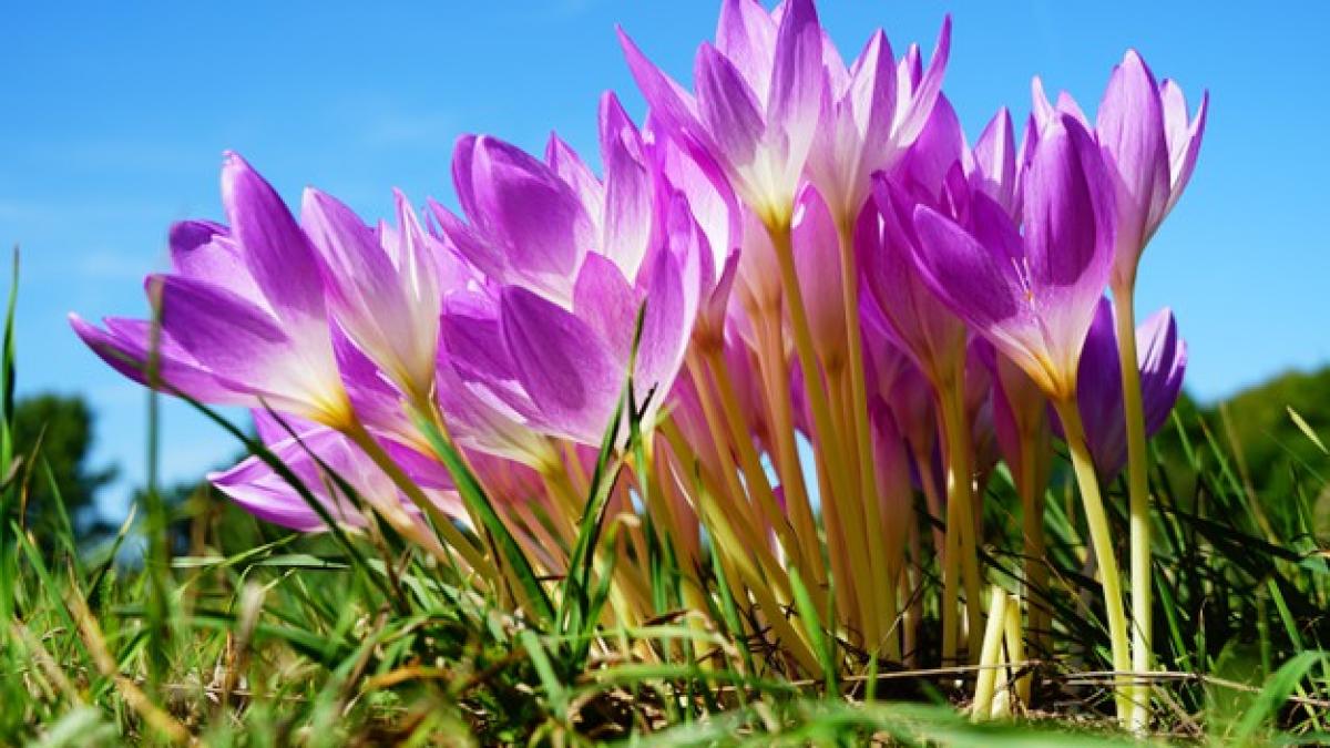 spring-crocus-flowers-sunny-day_181624-30503_01608800