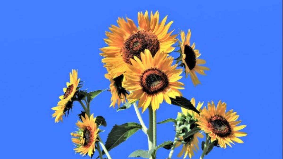 floarea-soarelui_47358400