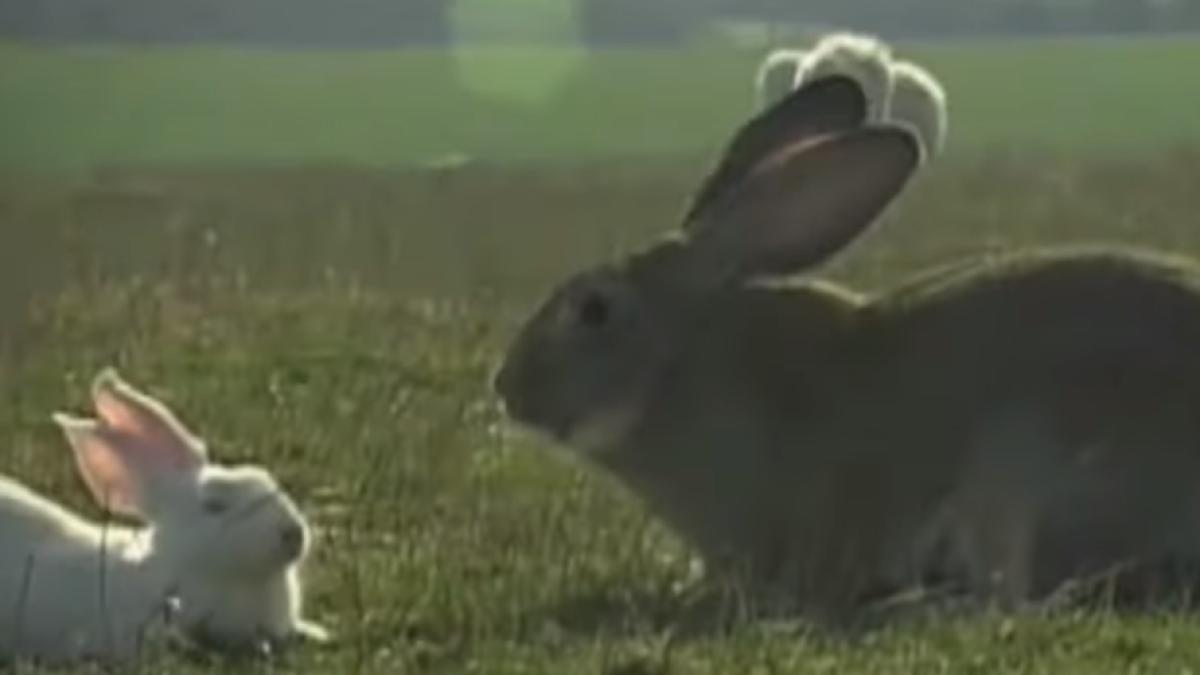 Marea Britanie: A fost FURAT cel mai mare IEPURE din LUME (VIDEO)