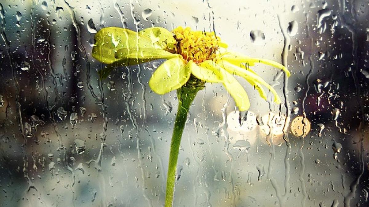 rain-68165_640_69268000