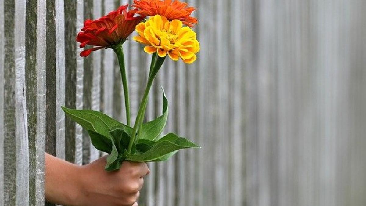 hand-1549399_640_16362200