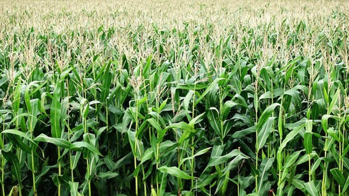 corn-2655525_640_77545800