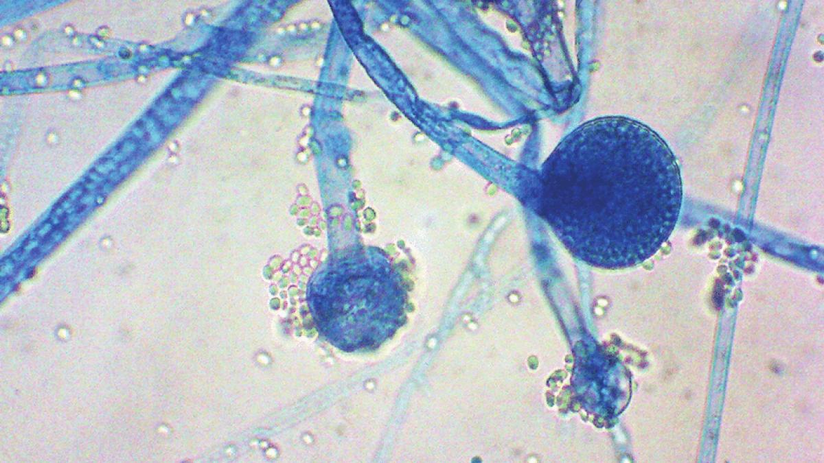 india-se-confrunta-cu-o-noua-boala_23233400