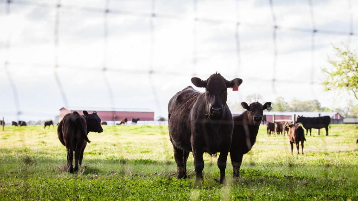 vaci_resize_77557600