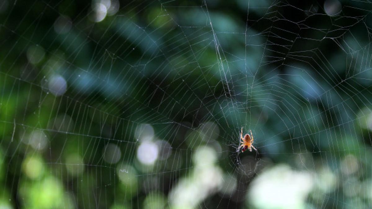 steatoda-nobilis_47779700