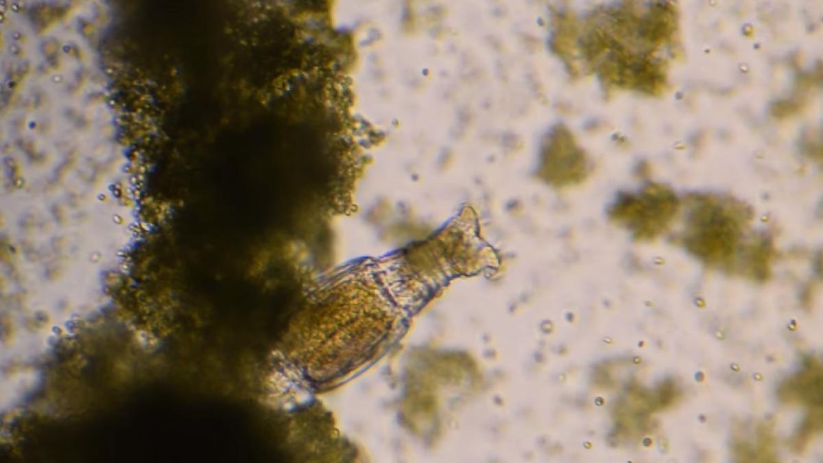 rotifera_61066100