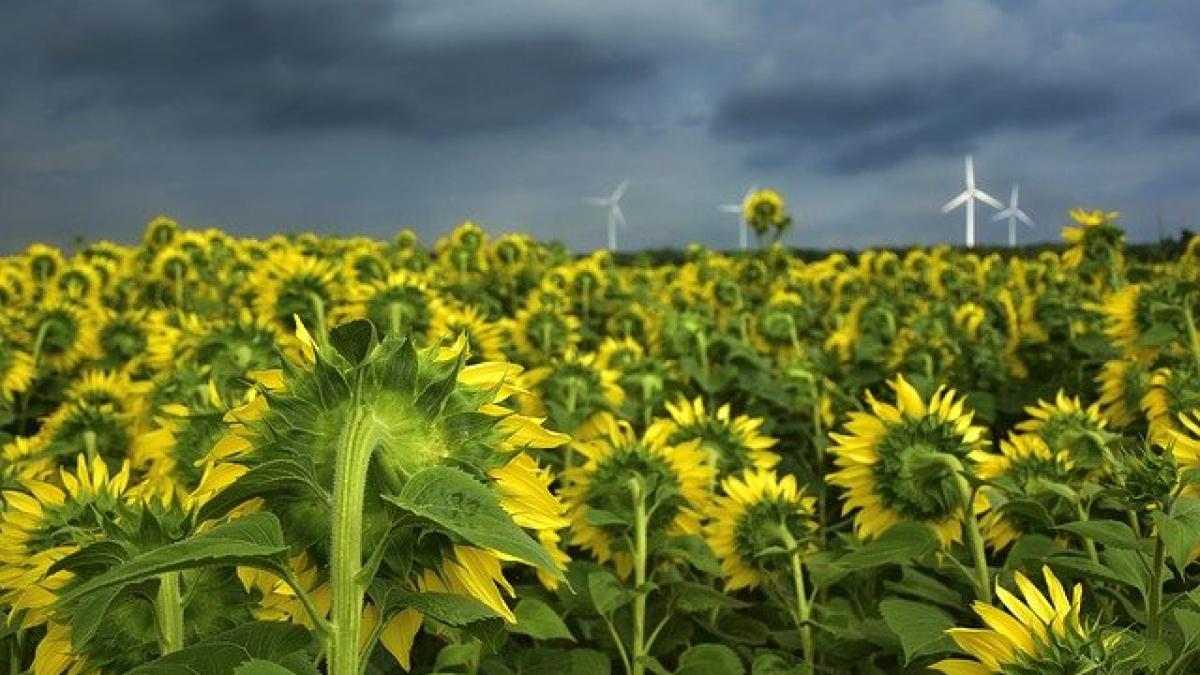 sunflower-4339580_640_82890100