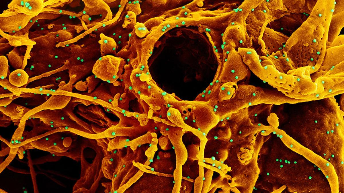 51088469519_e19df745e7_c_29594100