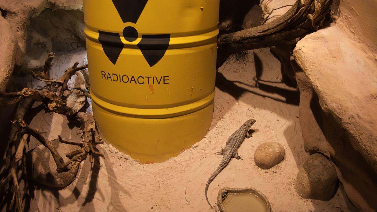 lizard_2901998_1280_87735500