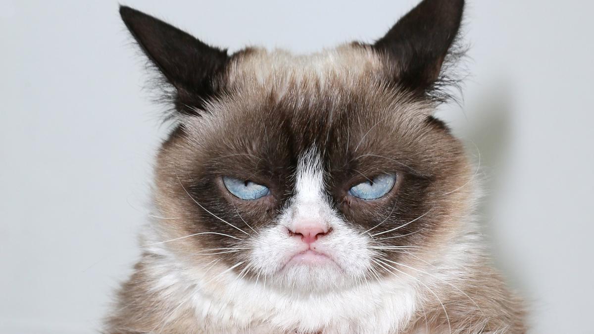 grumpy-cat-104744l_09172700