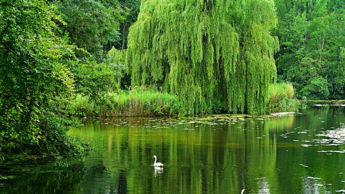 weeping-willow-4334489_640_45387300