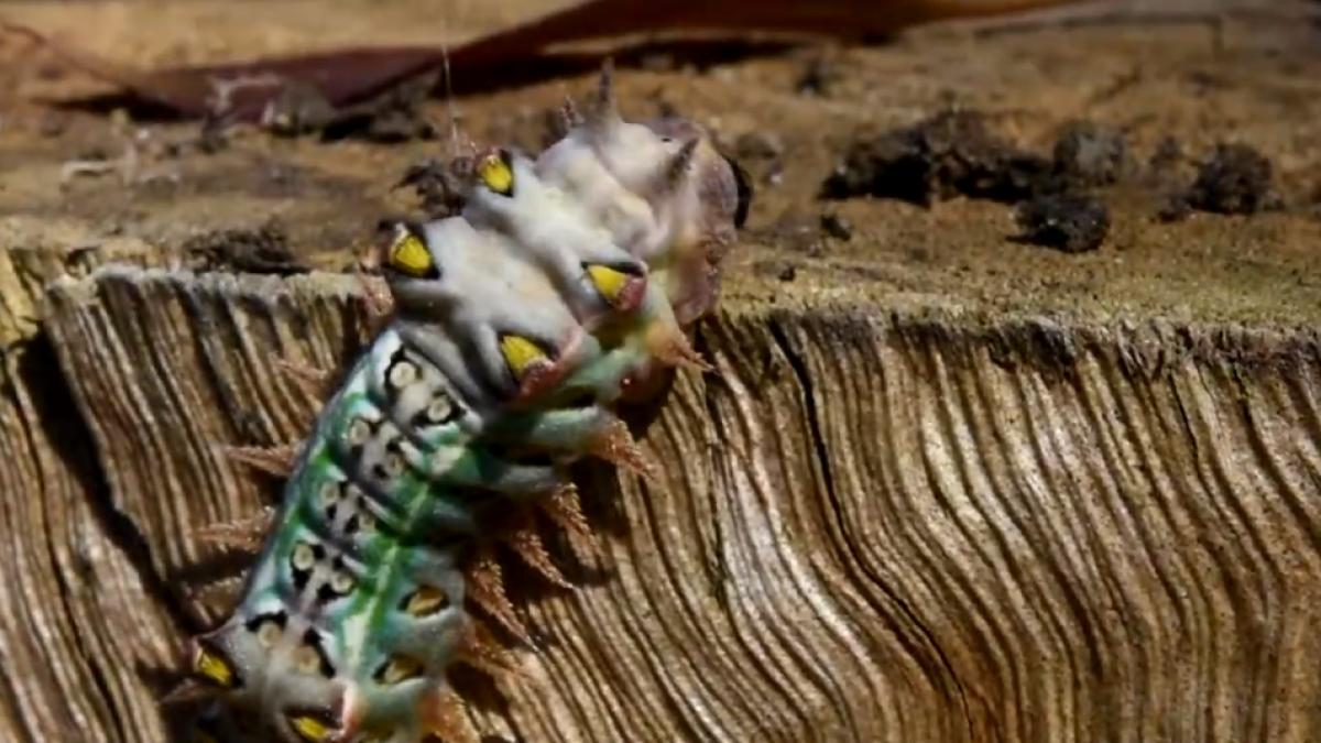 omida-mortala_39895000