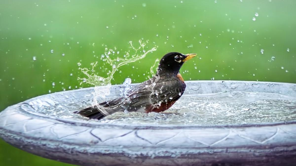 bird-bath-5290285_640_89129000
