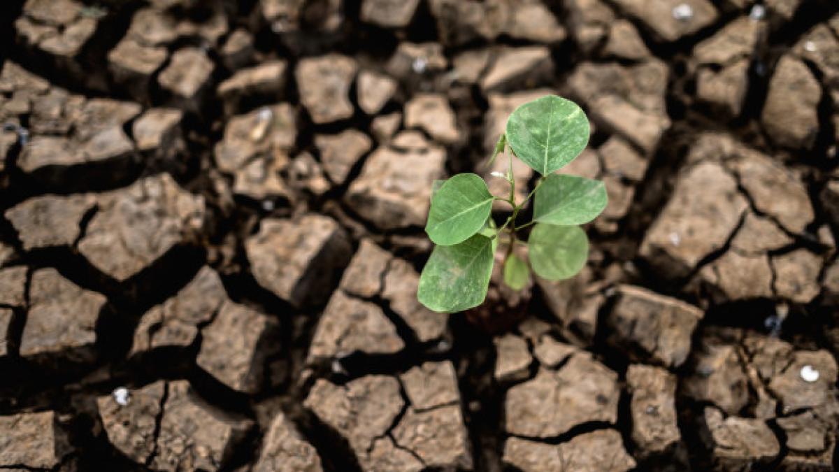trees_grown_dry_cracked_dry_soil_dry_season_global_warming_1150_16286_74696400