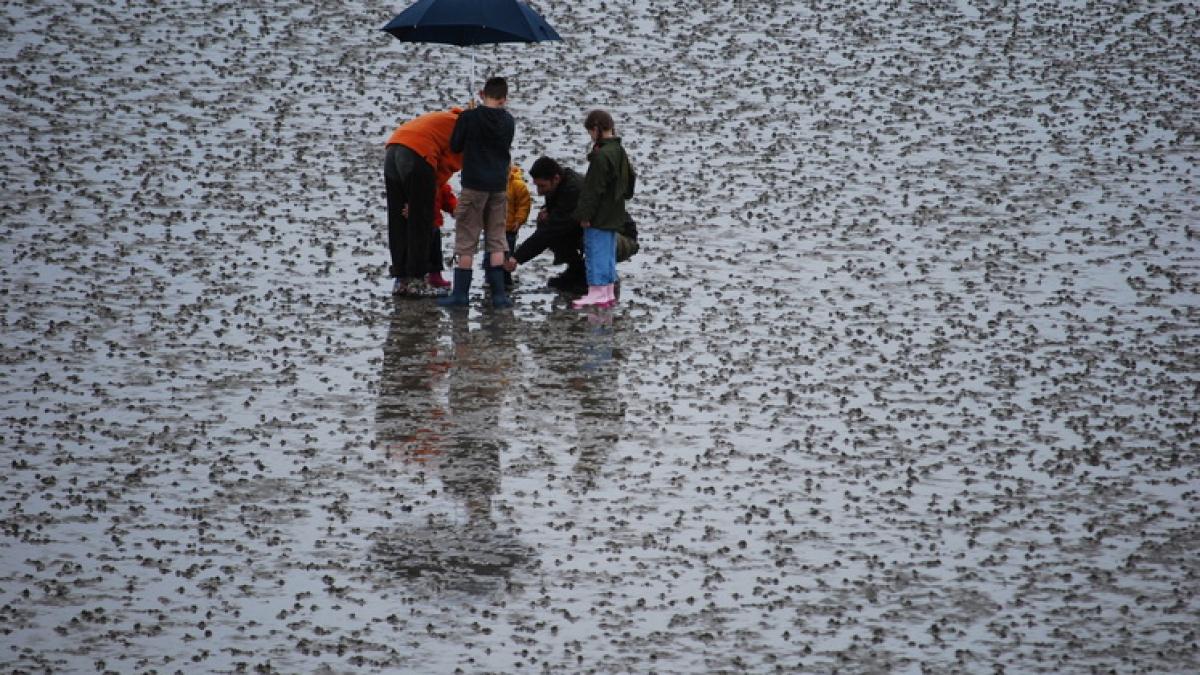 photo-1535095830031-83a6f5ae37cf_resize_71251900