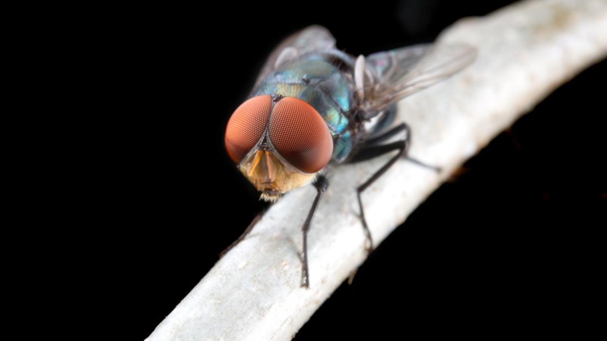 musca_resize_04858800