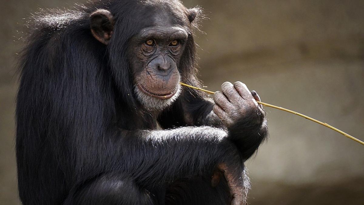 chimpanzee-3703230_1280_45581400