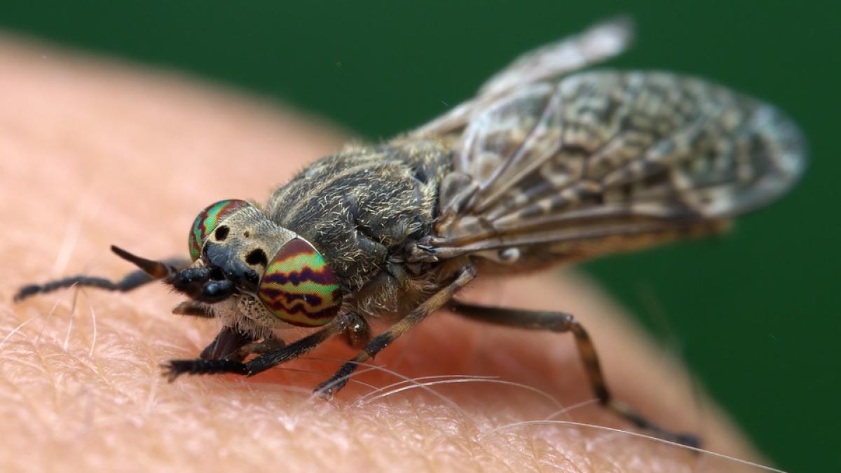 horsefly-6347264_960_720_61117200