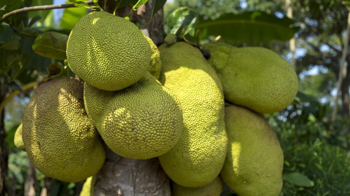 jackfruit_2108869_1280pxby_99374000