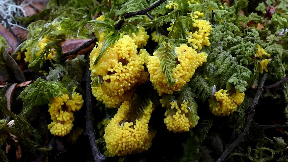 physarum_polycephalum__slime_mound_65018500