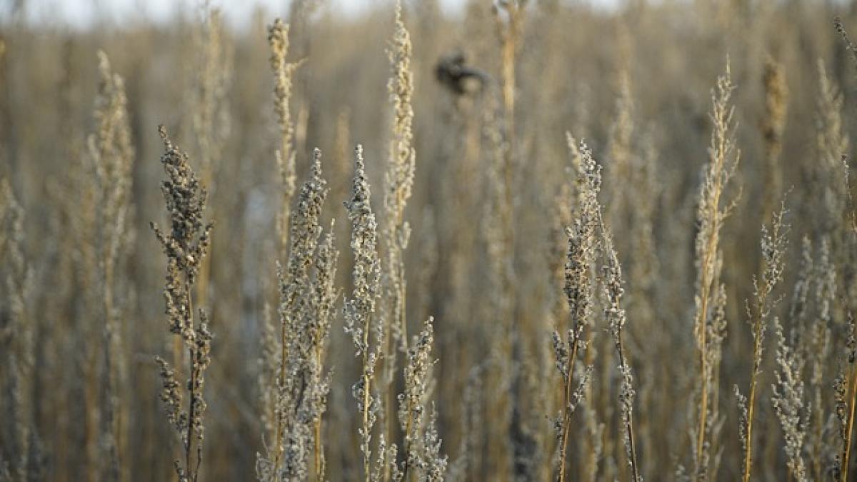 mugwort-5822896_640_51604600