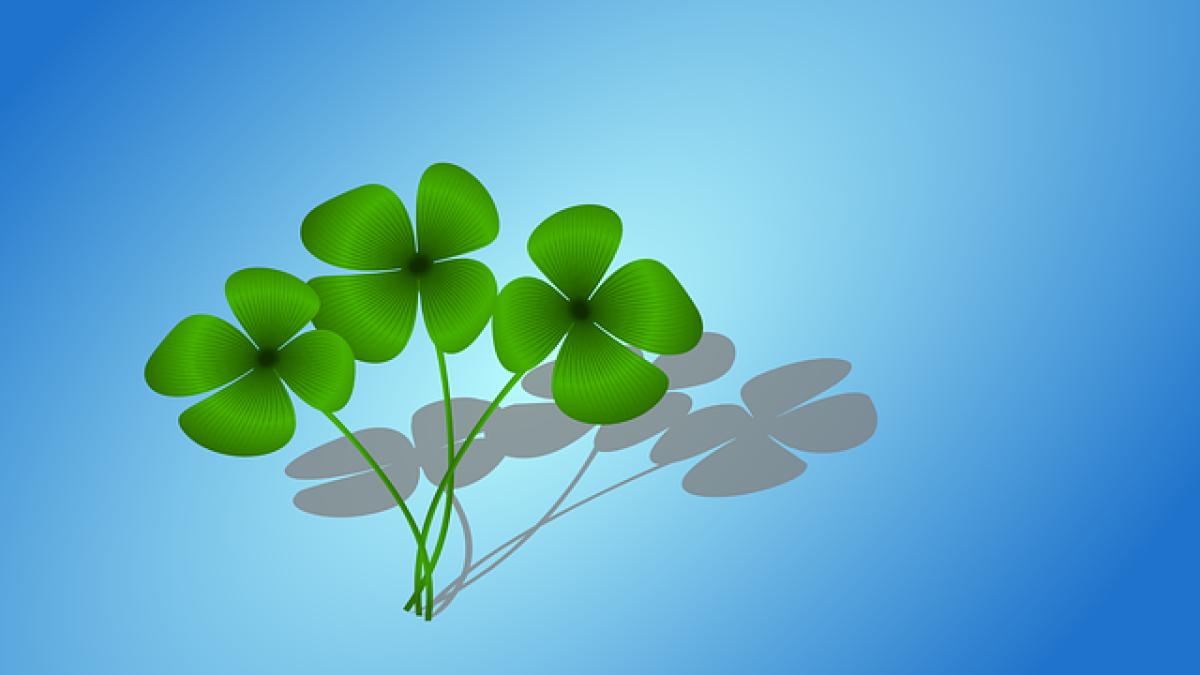 clover-587479_640_20730500