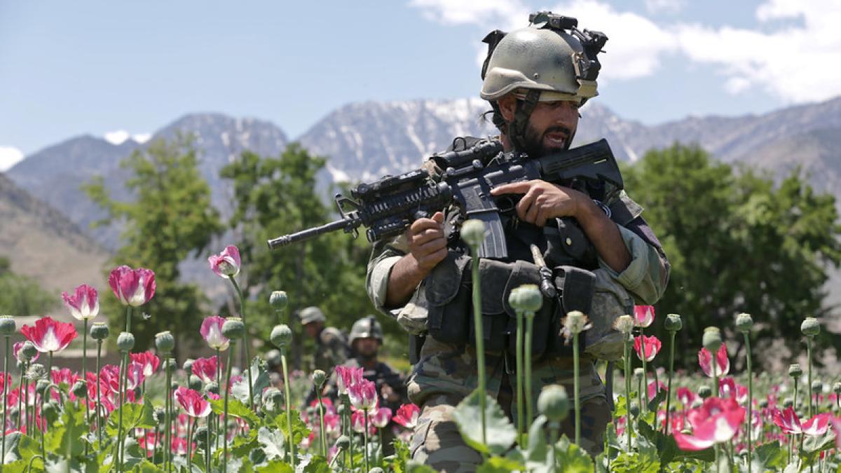 culrua-de-mac_95095200