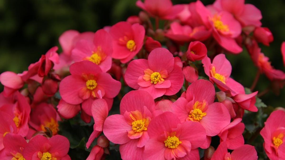 begonias-6466129_640_10475500
