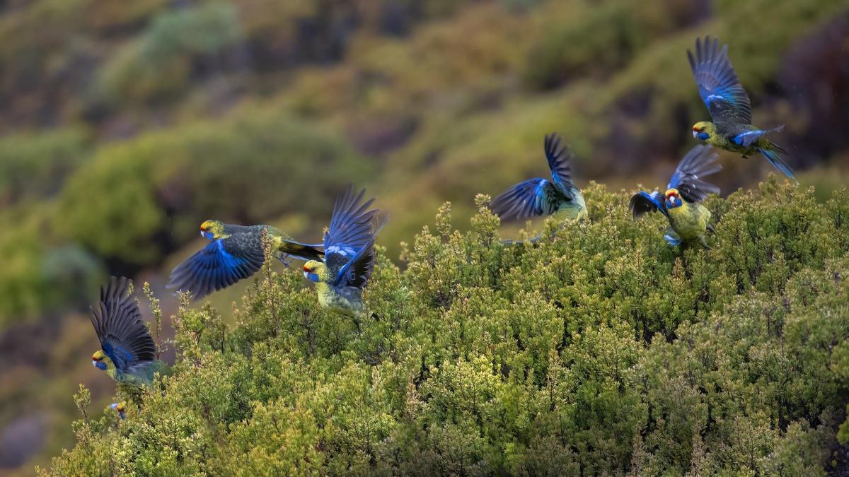 birds-6559371_1920_86085000