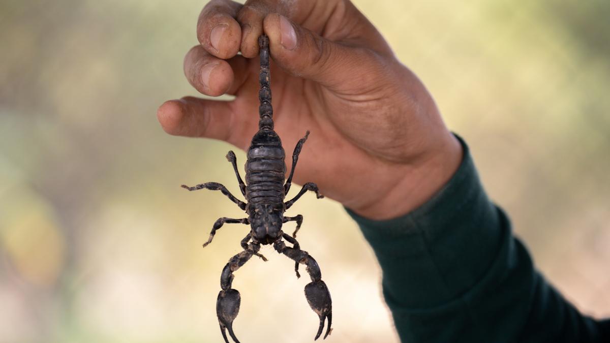 sippakorn-yamkasikorn-ox2-wvpedsu-unsplash_09155800