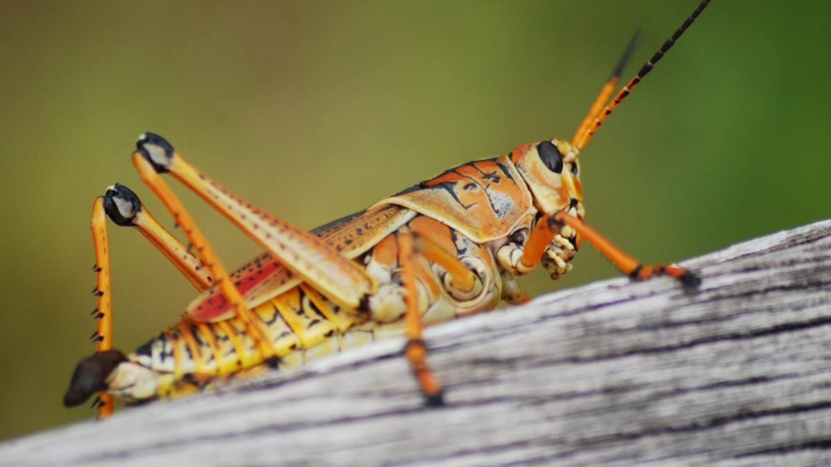 lacusta_89653800