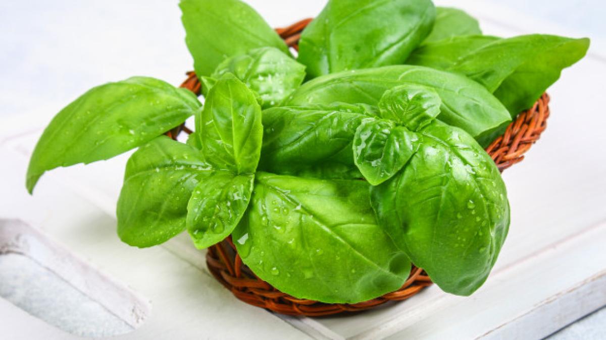 green_home_basil_spicy_herb_basket_71756_442_95160200
