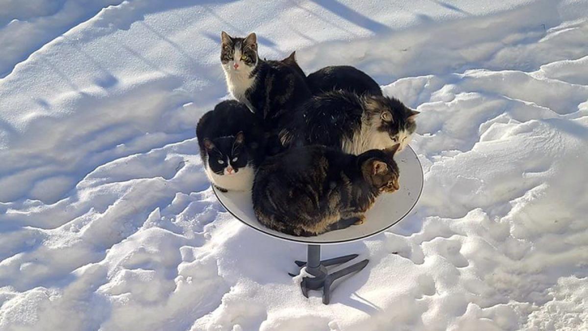 pisici-antena_06724200